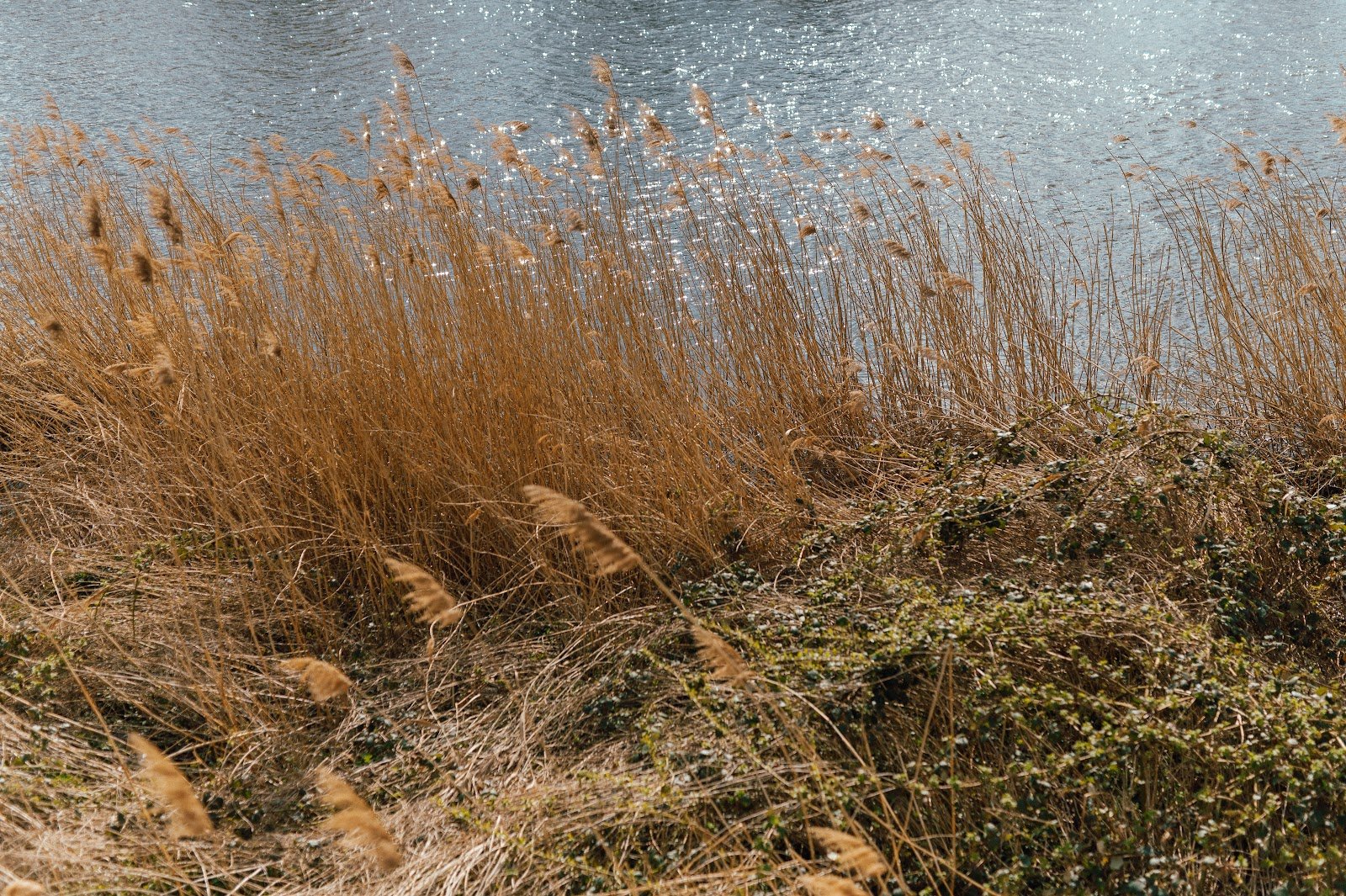 Zbliżenie na suche trawy nad brzegiem rzeki.