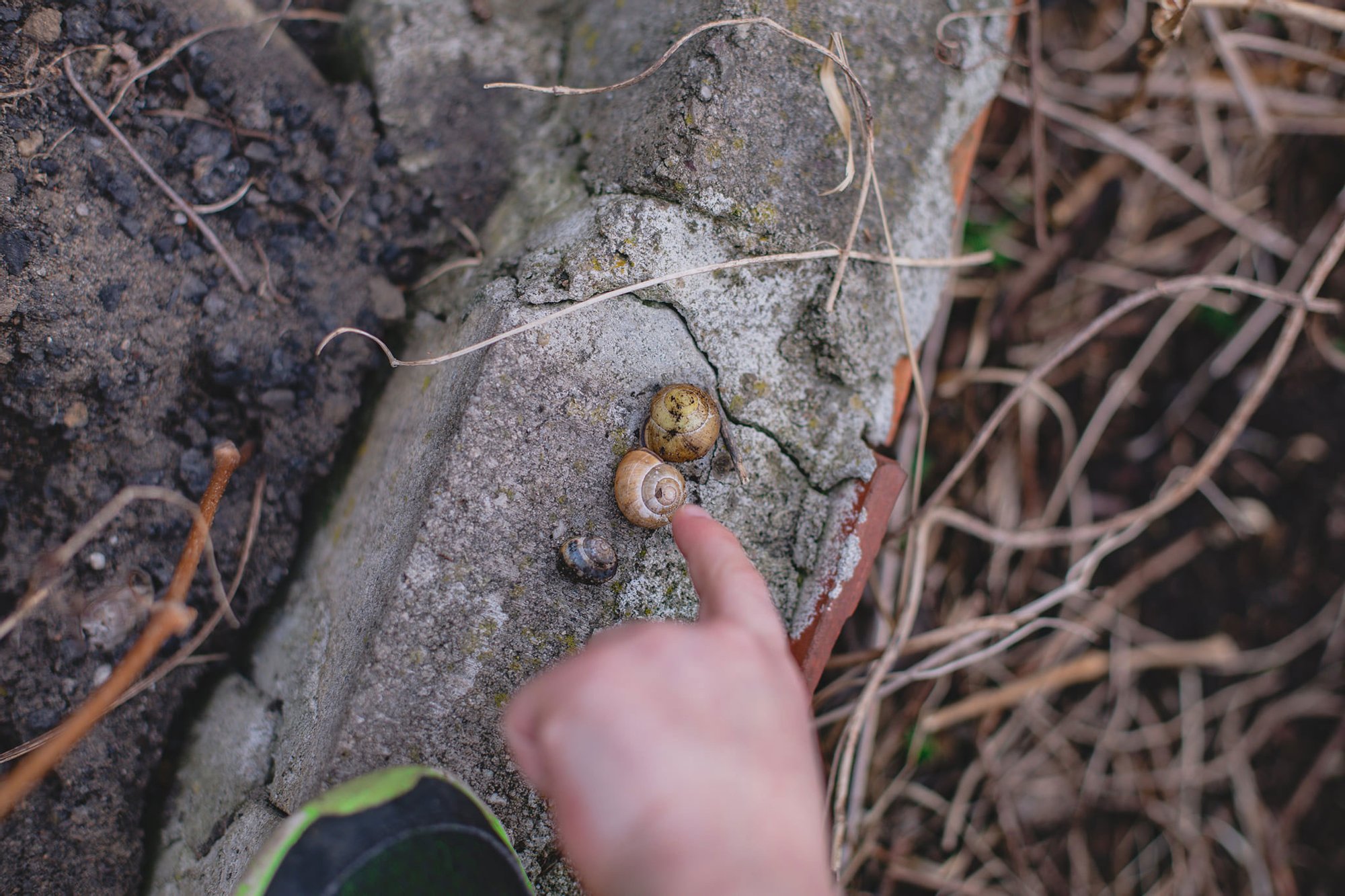 Na betonowym murku leżą skorupki ślimaków. Mała dziecięca ręka wskazuje je palcem.