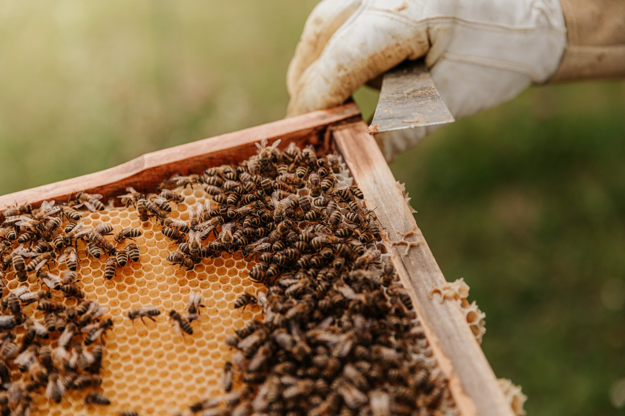 Pszczoły licznie siedzące na ramce z miodem. W górej części zdjęcia widoczna ręka pszczelarza w białej rękawicy.