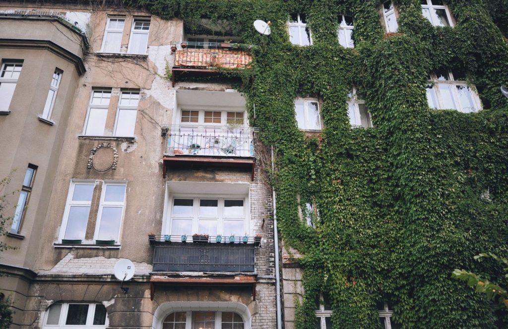 zdjęcie: Anna Pazdej Kolorowa, pozioma fotografia przedstawia starą kamienicę w połowie porośniętą gęstym bluszczem.