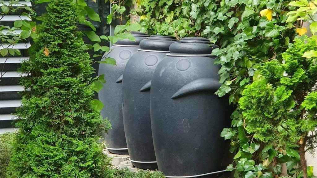 materiały organizatora Kolorowa, pozioma fotografia przedstawia trzy czarne zbiorniki na deszczówkę ustawione pod ścianą porośniętą gęstym bluszczem.