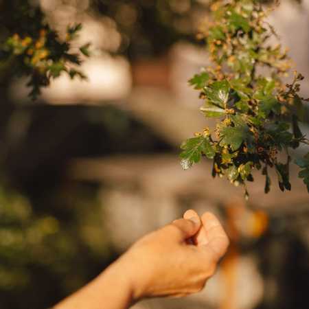 Aromaterapia na Grunwaldzie – odkryj magię olejków eterycznych