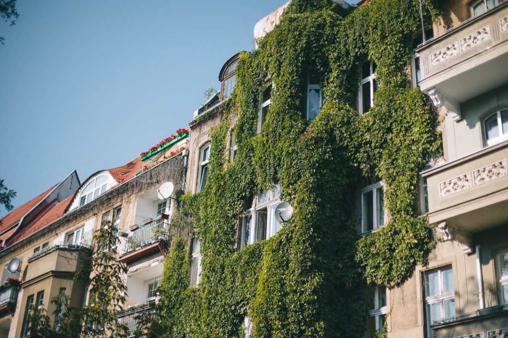 Fragment starej kamienicy obrośnięty gęstym, zielonym bluszczem.
