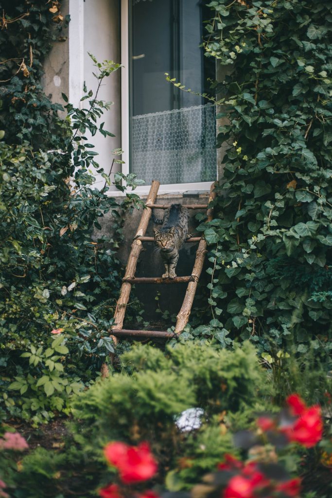 Ogód wypełniony roślinnością. Na pierwszym planie nieostre czerwone kwiaty, za nimi zbita z drewnianych pali drabinka, która opiera się o okno. Po niej schodzi kot i patrzy się w obiektyw.