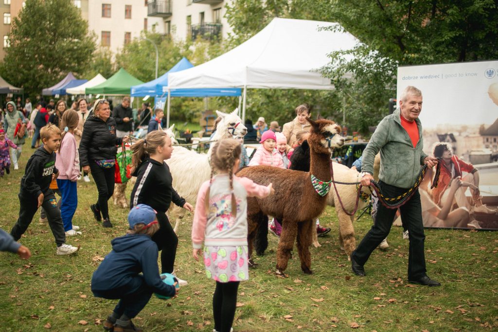 Kolorowa fotografia wykonana podczas sąsiedzkiego pikniku. Dwie osoby prowadzą przez łąkę stado alpak, wokół których zebrały się podekscytowane dzieci.