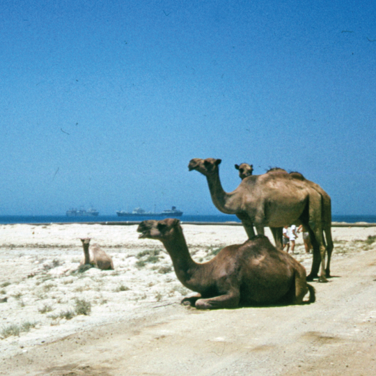 DKK: Arabia Saudyjska i jej tajemnice